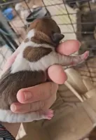 Angel x Bandit Jr girl 3, a female Jack Russell Terrier for sale in Mount Airy, NC – Photo 4 of 4