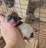 Angel x Bandit Jr girl 3, a female Jack Russell Terrier for sale in Mount Airy, NC – Photo 3 of 4