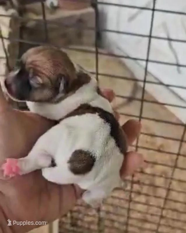 Angel x Bandit Jr girl 3