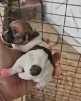 Angel x Bandit Jr girl 3, a female Jack Russell Terrier for sale in Mount Airy, NC – Photo 1 of 4