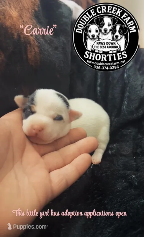 Carrie – Jack Russell Terrier puppy for sale in Mount Airy, NC