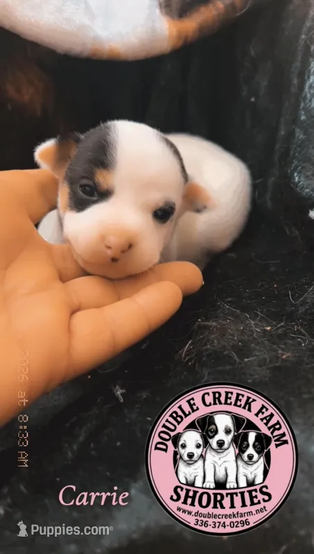 Carrie – Jack Russell Terrier puppy for sale in Mount Airy, NC