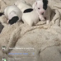 Little Barry, a male Jack Russell Terrier for sale in Mount Airy, NC – Photo 3 of 3