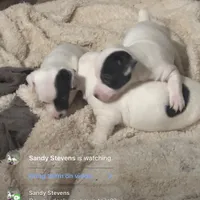 Little Barry, a male Jack Russell Terrier for sale in Mount Airy, NC – Photo 2 of 3