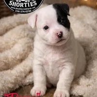 Little Barry, a male Jack Russell Terrier for sale in Mount Airy, NC – Photo 1 of 3