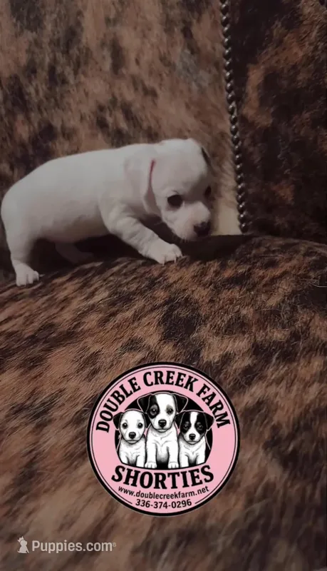 Camille - Flash Sale until 5/29! – Jack Russell Terrier puppy for sale in Mount Airy, NC