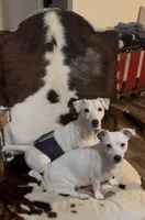 Camille, a female Jack Russell Terrier for sale in Mount Airy, NC – Photo 7 of 10