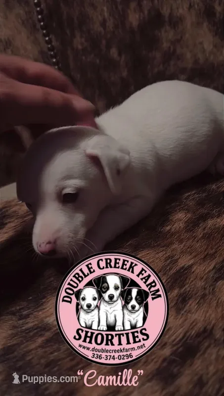 Camille – Jack Russell Terrier puppy for sale in Mount Airy, NC