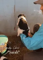 Sarah, a female Aussiedoodle for sale in Mount Airy, NC – Photo 4 of 5