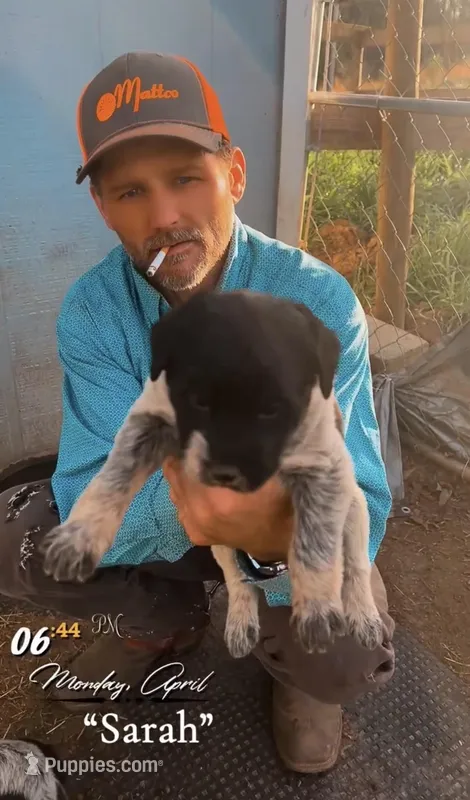 Sarah – Aussiedoodle puppy for sale in Mount Airy, NC