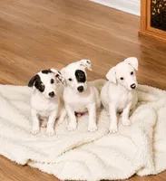 Ghost Malone x Dorothy Gale - Tri Girl, a female Jack Russell Terrier for sale in Mount Airy, NC – 2 of 3