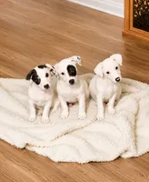 Carrie - Flash Sale until 5/29!, a female Jack Russell Terrier for sale in Mount Airy, NC – 10 of 10