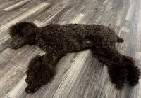 Jasmine, a female Poodle - Standard  for sale in Mount Airy, NC – Photo 3 of 3