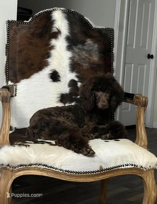 Jasmine, a female Poodle - Standard  for sale in Mount Airy, NC – Photo 1 of 3