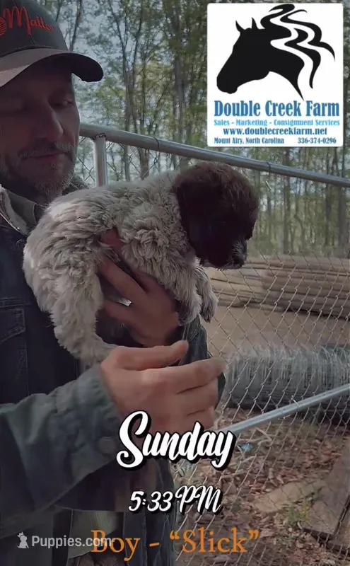 Slick – Aussiedoodle puppy for sale in Mount Airy, NC