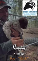 Slick, a male Aussiedoodle and Poodle - Miniature  for sale in Mount Airy, NC – 3 of 10