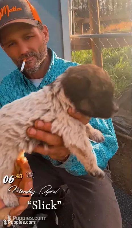 Slick – Aussiedoodle, Poodle - Miniature  puppy for sale in Mount Airy, NC