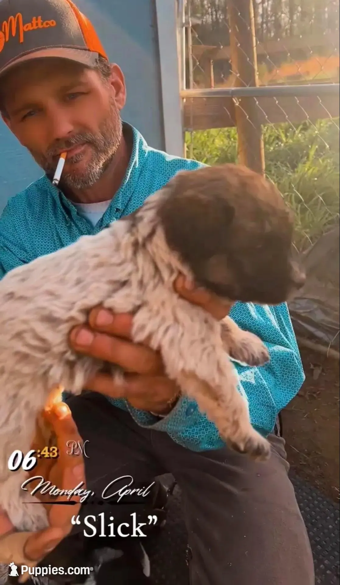 Slick, a male Aussiedoodle and Poodle - Miniature  for sale in Mount Airy, NC – 1 of 10