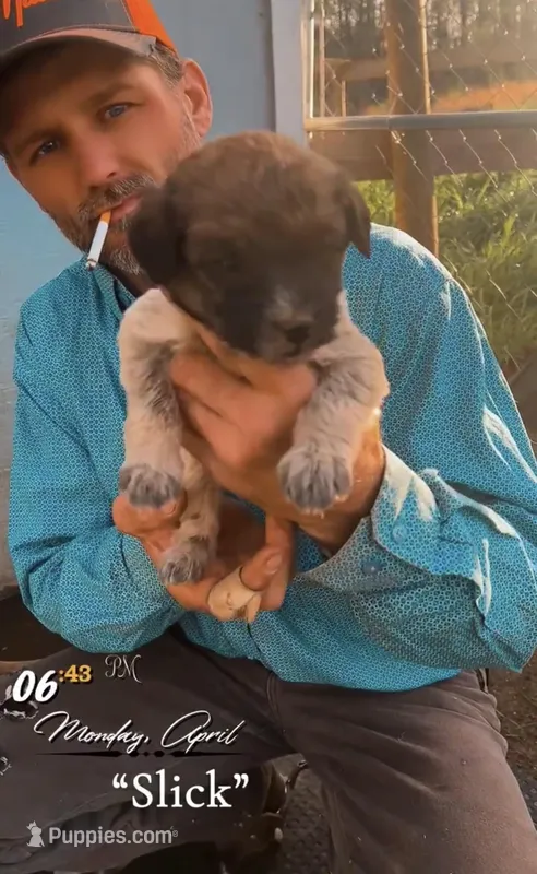 Slick – Aussiedoodle puppy for sale in Mount Airy, NC