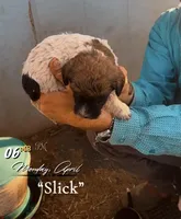 Slick, a male Aussiedoodle for sale in Mount Airy, NC – Photo 6 of 6