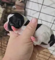 Angel x Bandit Jr girl 5, a female Jack Russell Terrier for sale in Mount Airy, NC – Photo 5 of 5