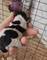 Angel x Bandit Jr girl 5, a female Jack Russell Terrier for sale in Mount Airy, NC – Photo 2 of 5