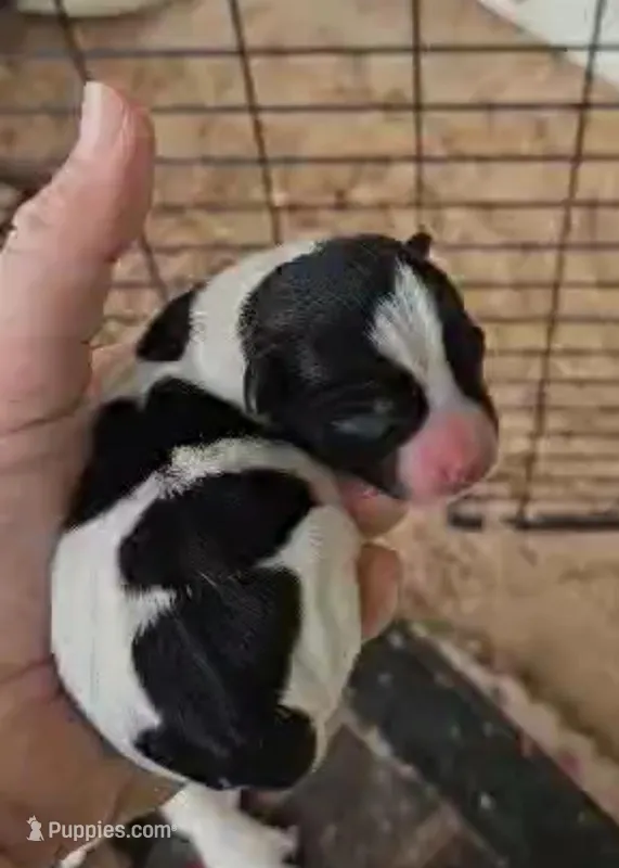 Angel x Bandit Jr girl 5