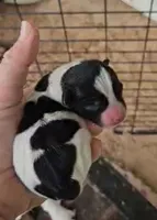 Angel x Bandit Jr girl 5, a female Jack Russell Terrier for sale in Mount Airy, NC – Photo 1 of 5