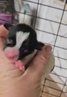 Angel x Bandit Jr girl 5, a female Jack Russell Terrier for sale in Mount Airy, NC – Photo 3 of 5