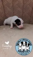 Duggin - itsys little boy, a male Jack Russell Terrier for sale in Mount Airy, NC – 4 of 5