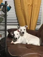 Mystic x Ghostie Upcoming!, a  Jack Russell Terrier for sale in Mount Airy, NC – 6 of 6