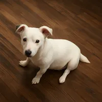 Mystic x Ghostie Upcoming!, a  Jack Russell Terrier for sale in Mount Airy, NC – 1 of 6