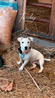 Piper x Ghostie little boy 2, a male Jack Russell Terrier for sale in Mount Airy, NC – Photo 4 of 4