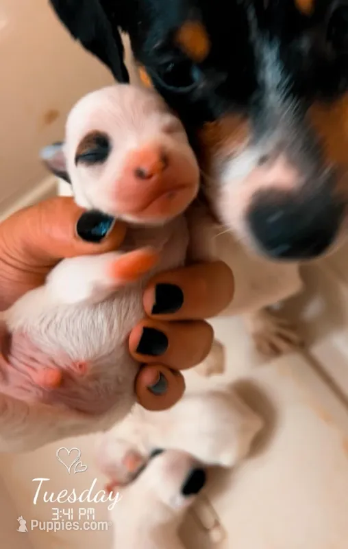 Piper x Ghostie little boy 2, a male Jack Russell Terrier for sale in Mount Airy, NC – Photo 1 of 4