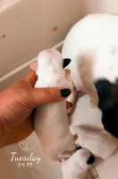 Piper x Ghostie little boy 2, a male Jack Russell Terrier for sale in Mount Airy, NC – Photo 2 of 4