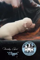 Mr Clipper, a male Jack Russell Terrier for sale in Mount Airy, NC – Photo 3 of 9