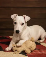 Mr Clipper, a male Jack Russell Terrier for sale in Mount Airy, NC – Photo 7 of 9