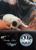 Mr Clipper, a male Jack Russell Terrier for sale in Mount Airy, NC – Photo 1 of 9