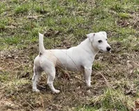 Mr Clipper, a male Jack Russell Terrier for sale in Mount Airy, NC – Photo 9 of 9