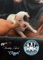 Mr Clipper, a male Jack Russell Terrier for sale in Mount Airy, NC – Photo 2 of 9