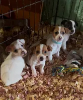 Upcoming!, a  Jack Russell Terrier for sale in Mount Airy, NC – Photo 2 of 10