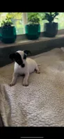 Upcoming!, a  Jack Russell Terrier for sale in Mount Airy, NC – Photo 7 of 10