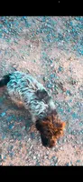 ‘Bastian “Bash” , a male Poodle - Miniature  and Miniature Aussiedoodle for sale in Mount Airy, NC – 3 of 5
