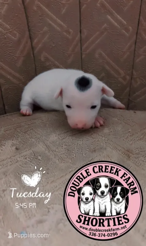 Delilah - Itsys Little Girl – Jack Russell Terrier puppy for sale in Mount Airy, NC