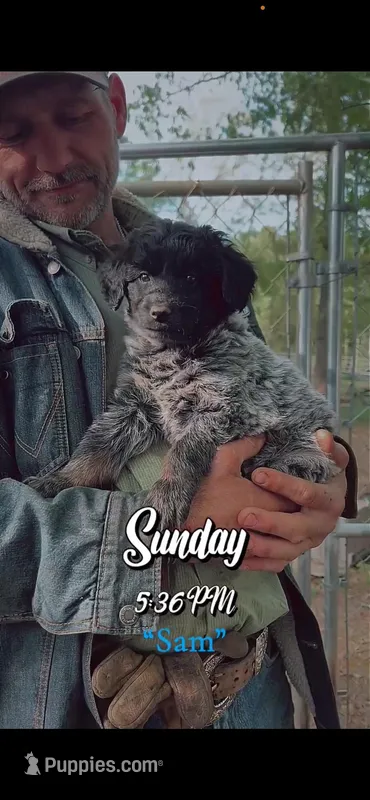 Little Sam – Aussiedoodle, Miniature Aussiedoodle puppy for sale in Mount Airy, NC