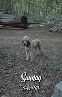 Little Sam, a male Aussiedoodle and Miniature Aussiedoodle for sale in Mount Airy, NC – Photo 9 of 10