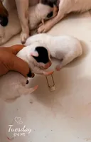 Piper X ghostie Little boy one, a male Jack Russell Terrier for sale in Mount Airy, NC – Photo 5 of 7