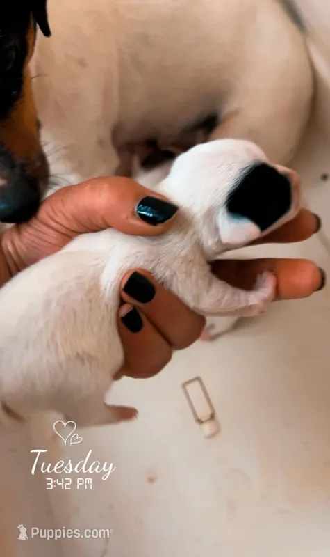 Piper X ghostie Little boy one