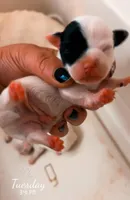 Piper X ghostie Little boy one, a male Jack Russell Terrier for sale in Mount Airy, NC – Photo 4 of 7