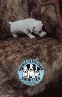 Clipper, a male Jack Russell Terrier for sale in Mount Airy, NC – Photo 6 of 10